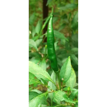 green chilli  (8)-7109713-30612.webp